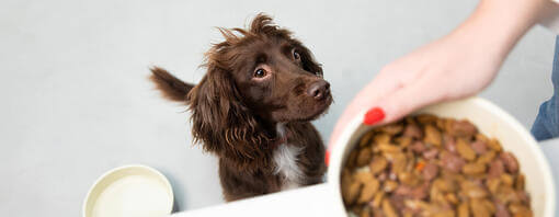 Dry dog foods to avoid clearance